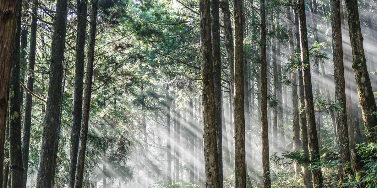 2018年 植物、心靈與森林療癒