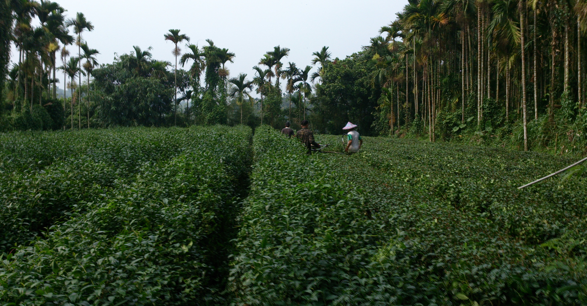 友善茶農「許景恩」